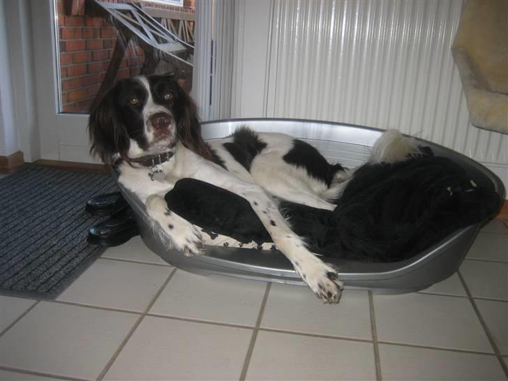 Kleiner münsterländer Santo billede 6