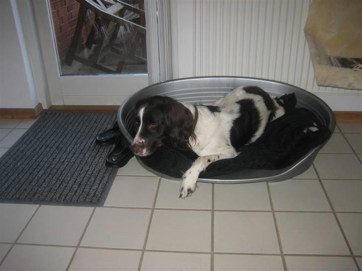 Kleiner münsterländer Santo billede 7