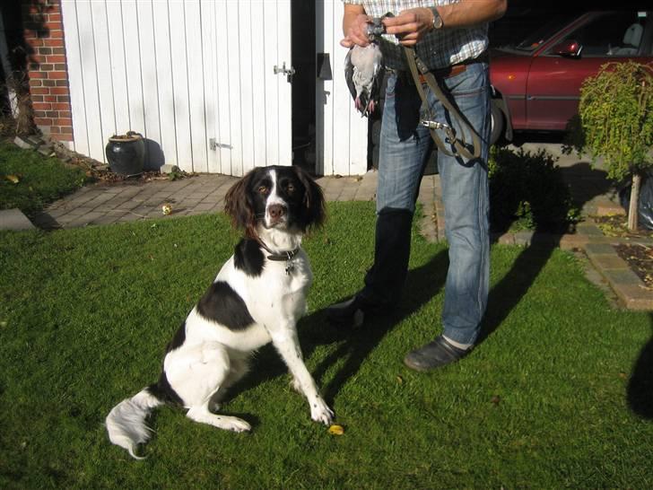 Kleiner münsterländer Santo billede 8