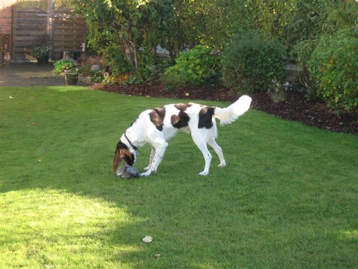 Kleiner münsterländer Santo billede 9