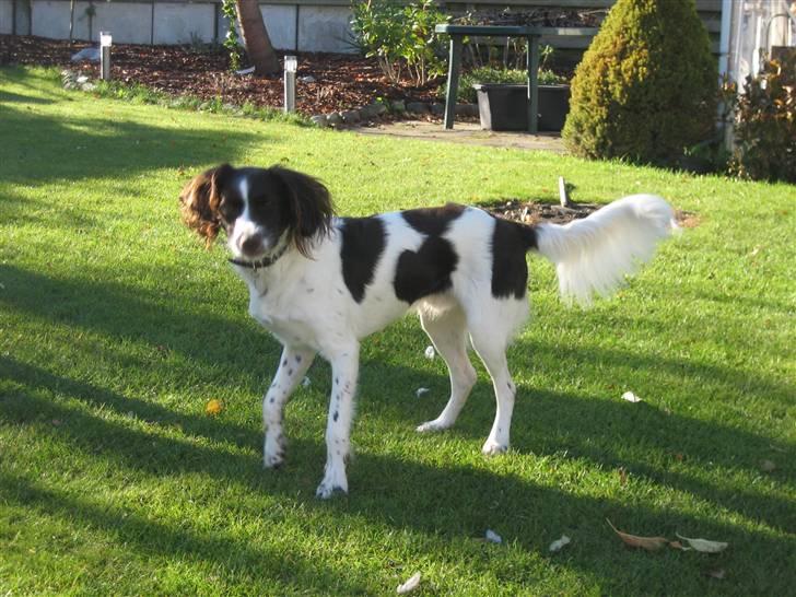 Kleiner münsterländer Santo billede 10