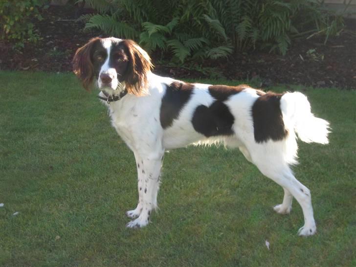 Kleiner münsterländer Santo billede 11