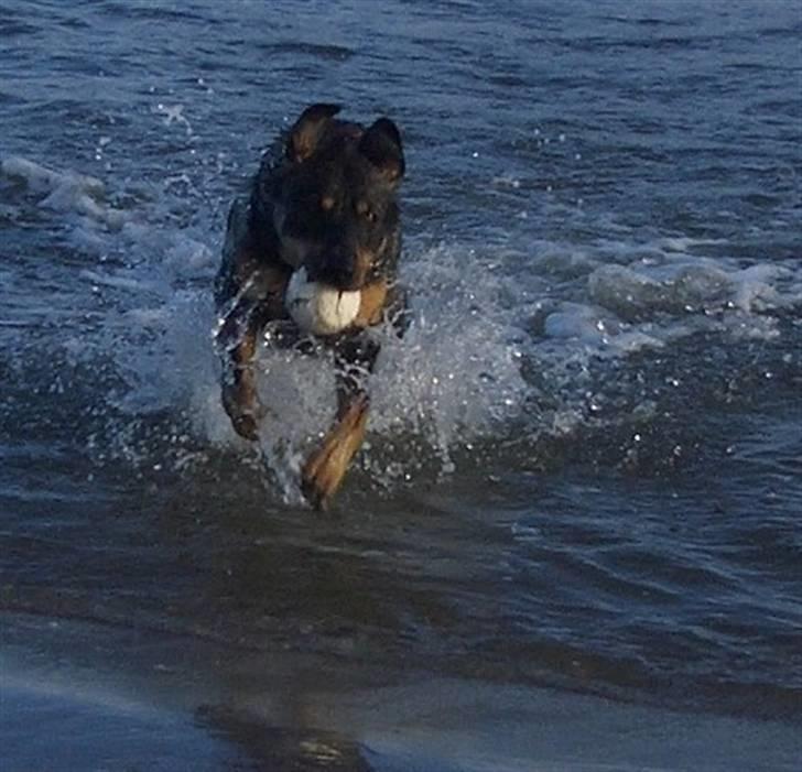 Blanding af racer Kenzo billede 14