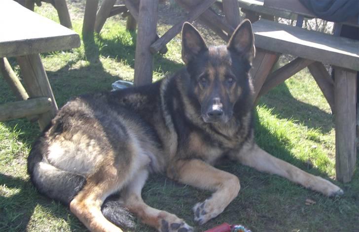Schæferhund King   R.I.P. 15-07-09 billede 8