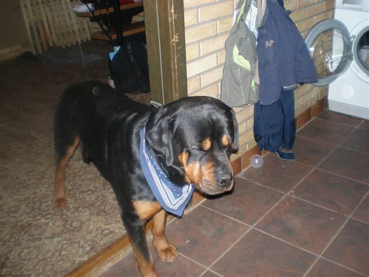 Rottweiler rommel - "juhuuuuu.. jeg skal have mad" billede 1