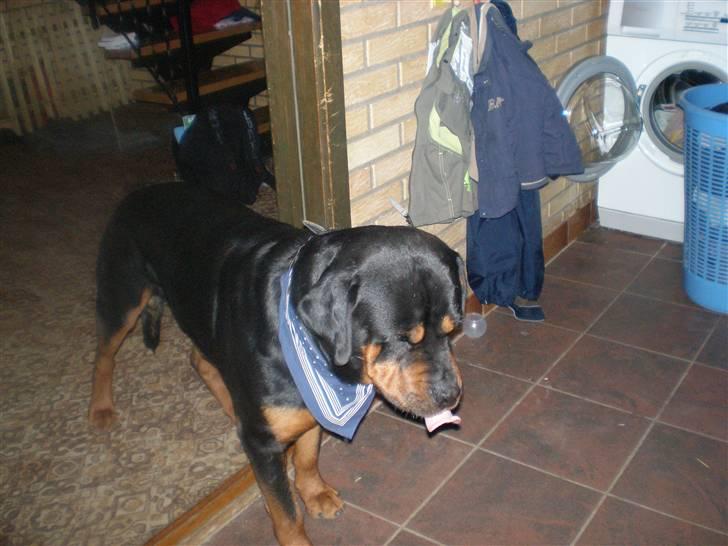 Rottweiler rommel - "adrrr, det er grønsager,," billede 2