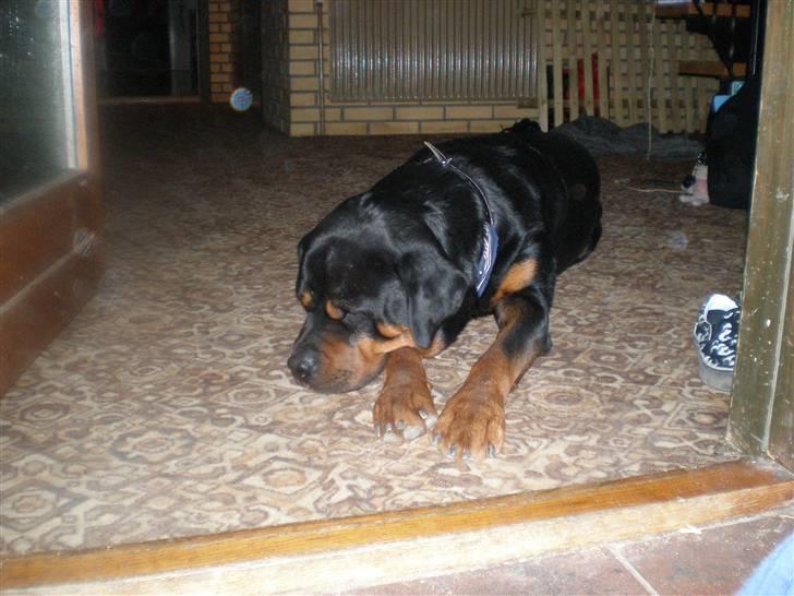 Rottweiler rommel - Så må jeg vente lidt endnu, tager mig lige en lur billede 3