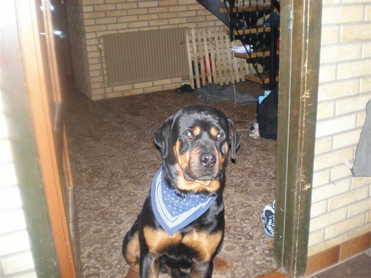 Rottweiler rommel - " hvis jeg nu sidder pænt kan det jo være det går hurtigere billede 4
