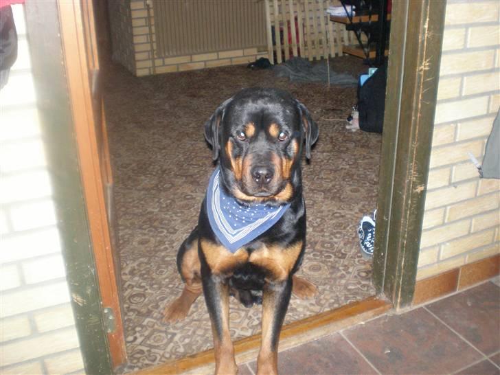 Rottweiler rommel - " jeg venter stadig...... kom nuuuuu" billede 5