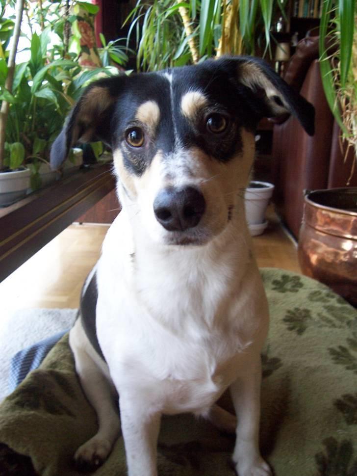 Blanding af racer Bounty billede 14