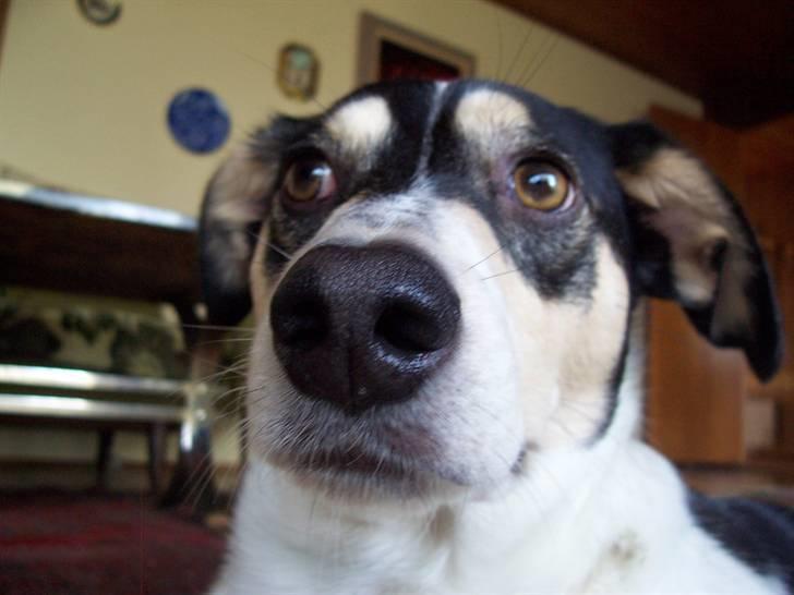 Blanding af racer Bounty billede 15