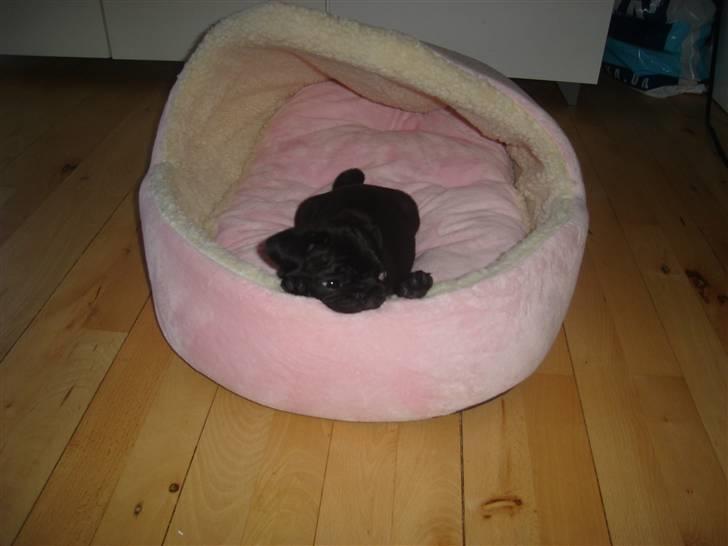 Mops Qiah Thilde - Lille Thilde mus <3 Nyder sin nye seng! :D billede 1