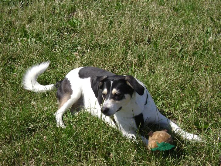 Blanding af racer Bounty billede 16