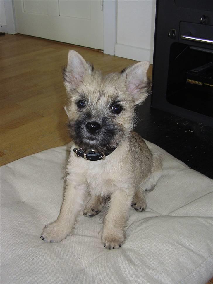 Cairn terrier Ferns Quickstepper billede 1