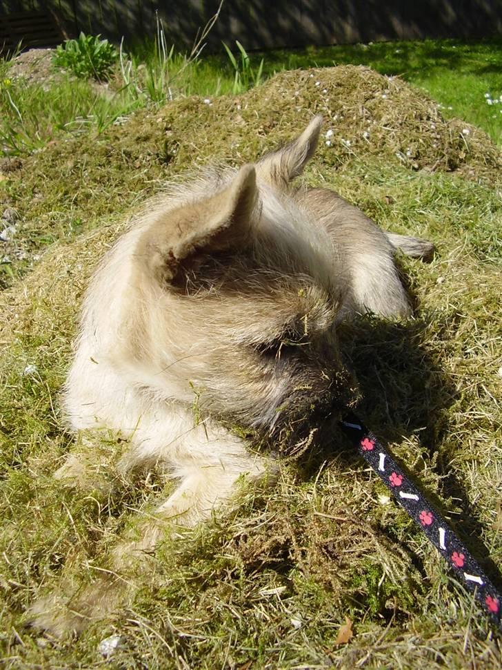 Cairn terrier Ferns Quickstepper billede 2