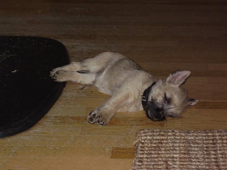 Cairn terrier Ferns Quickstepper billede 3