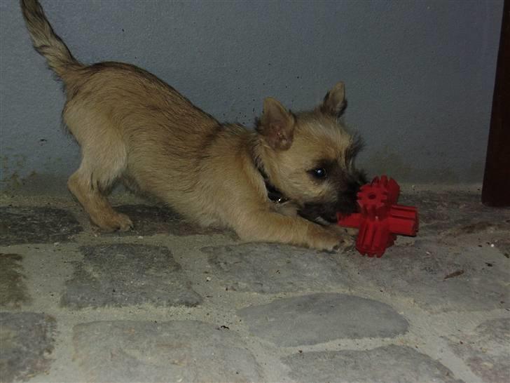 Cairn terrier Ferns Quickstepper billede 4