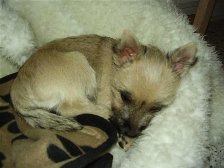 Cairn terrier Ferns Quickstepper billede 5