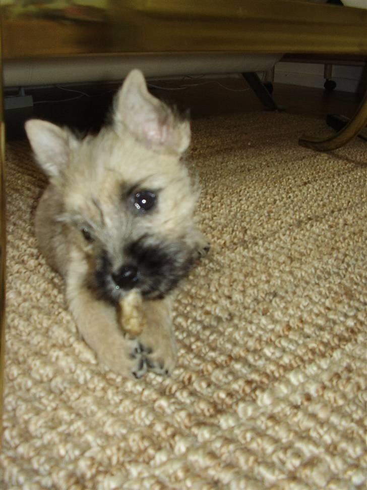 Cairn terrier Ferns Quickstepper billede 7