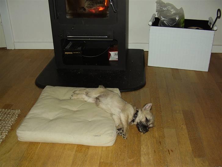 Cairn terrier Ferns Quickstepper billede 8