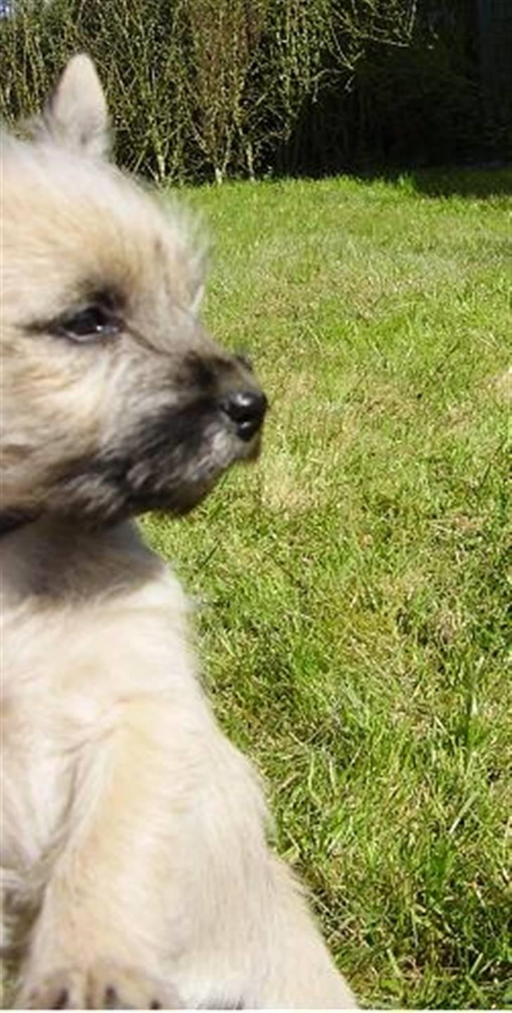 Cairn terrier Ferns Quickstepper billede 9