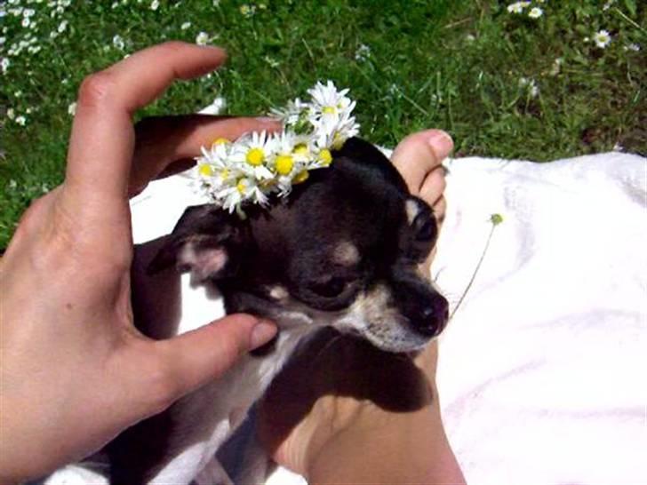 Chihuahua Cherí - Blomsterkranse-leg er ikke så sjovt som at rulle sig i græsset! billede 1