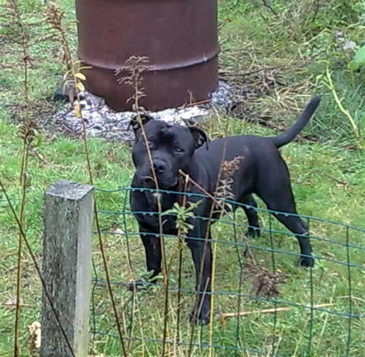 Staffordshire bull terrier Sanchez - dumme grene billede 1