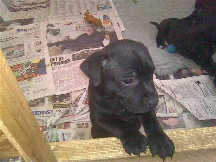 Staffordshire bull terrier Sanchez - 6 uger gammel billede 2