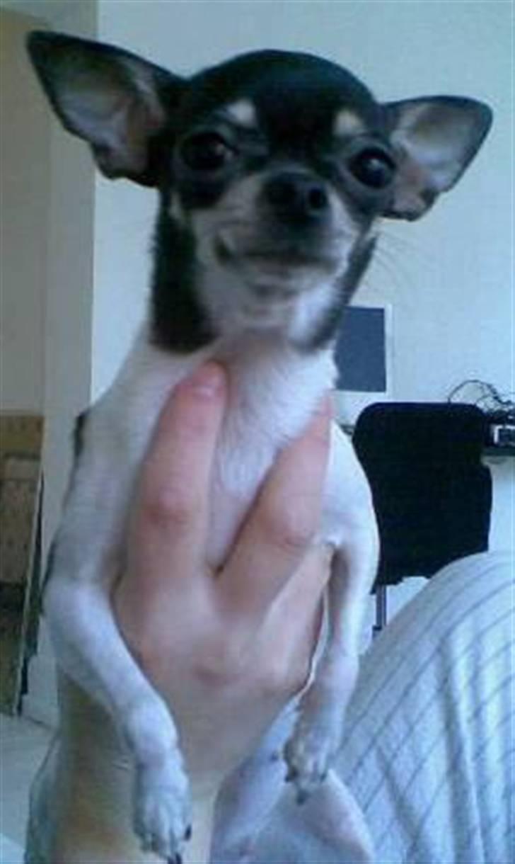 Chihuahua Cherí - Hvem sagde flagermus???? billede 3