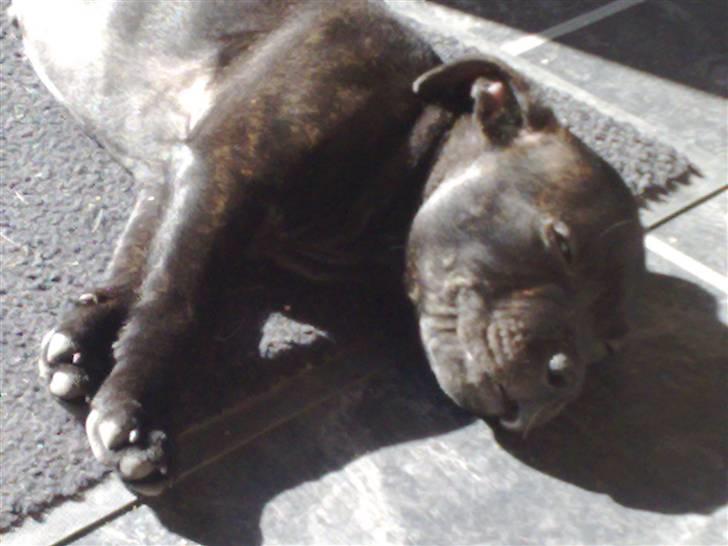 Staffordshire bull terrier Sanchez - Dejligt at putte hos mor billede 3