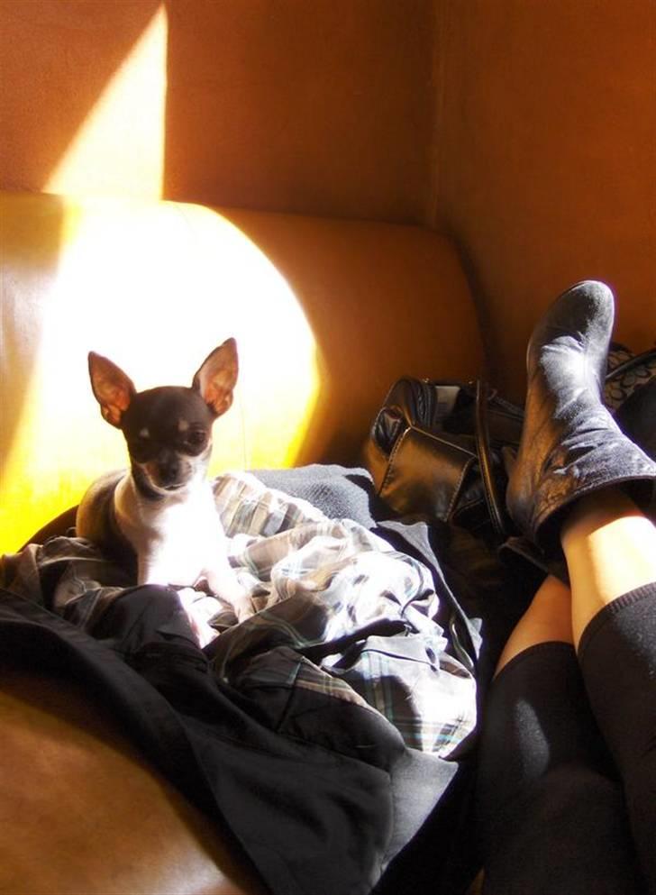 Chihuahua Cherí - *Elsker at være på café med mor og ligge og putte i solen* billede 4