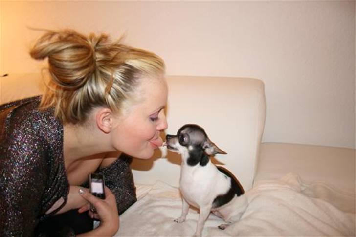 Chihuahua Cherí - Mor og mig nysser tit men knap så tit sådan her! billede 5