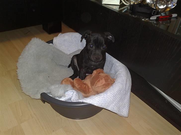 Staffordshire bull terrier Sanchez billede 5
