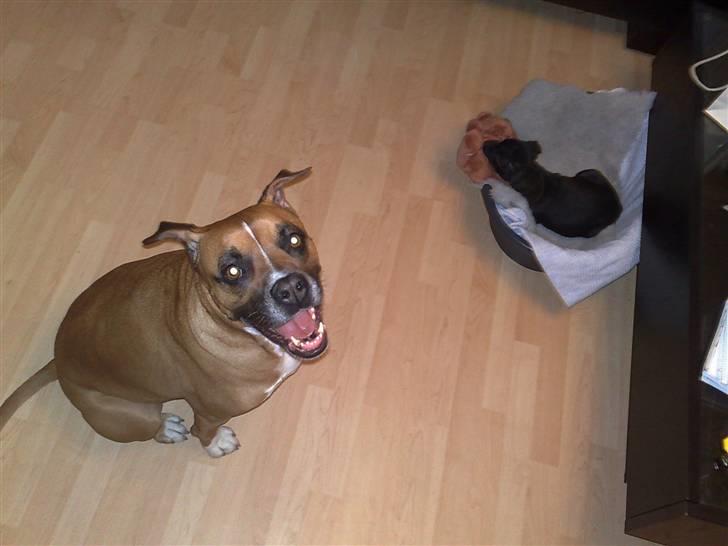 Staffordshire bull terrier Sanchez - Hvorfor vil han ikk lege? billede 6