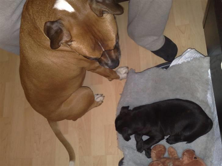 Staffordshire bull terrier Sanchez - Se hvordan hun passer på ham billede 7