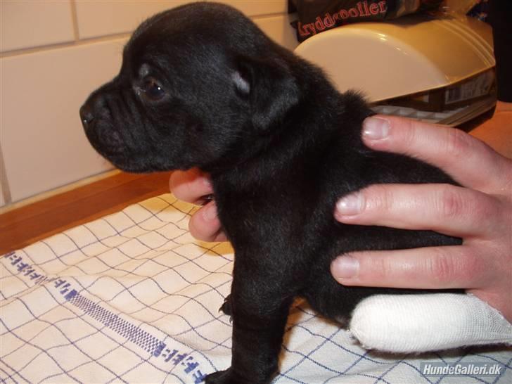 Staffordshire bull terrier Sanchez - 4-5 uger billede 8