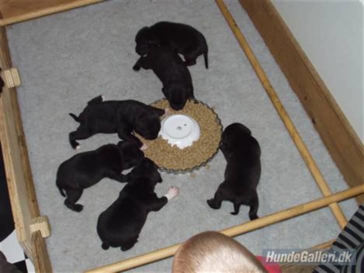 Staffordshire bull terrier Sanchez - 1-2 uger billede 9