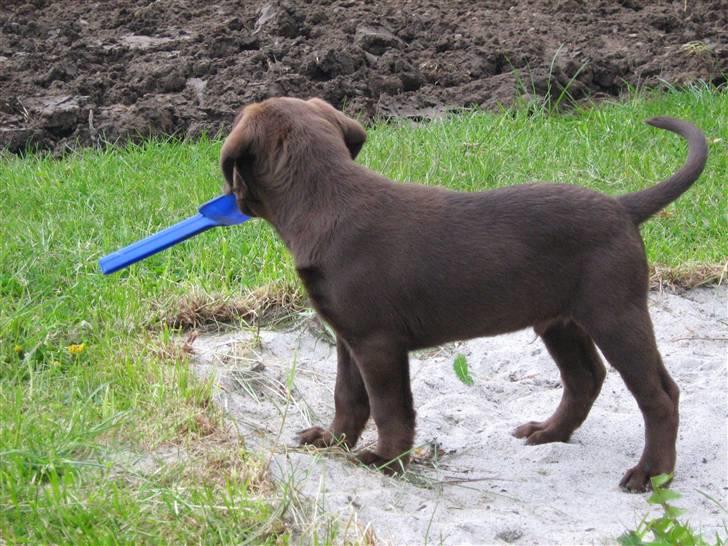 Blanding af racer BRUNO<3 - er her nogen?   `` nej så må jeg hellere komme væk`` billede 11