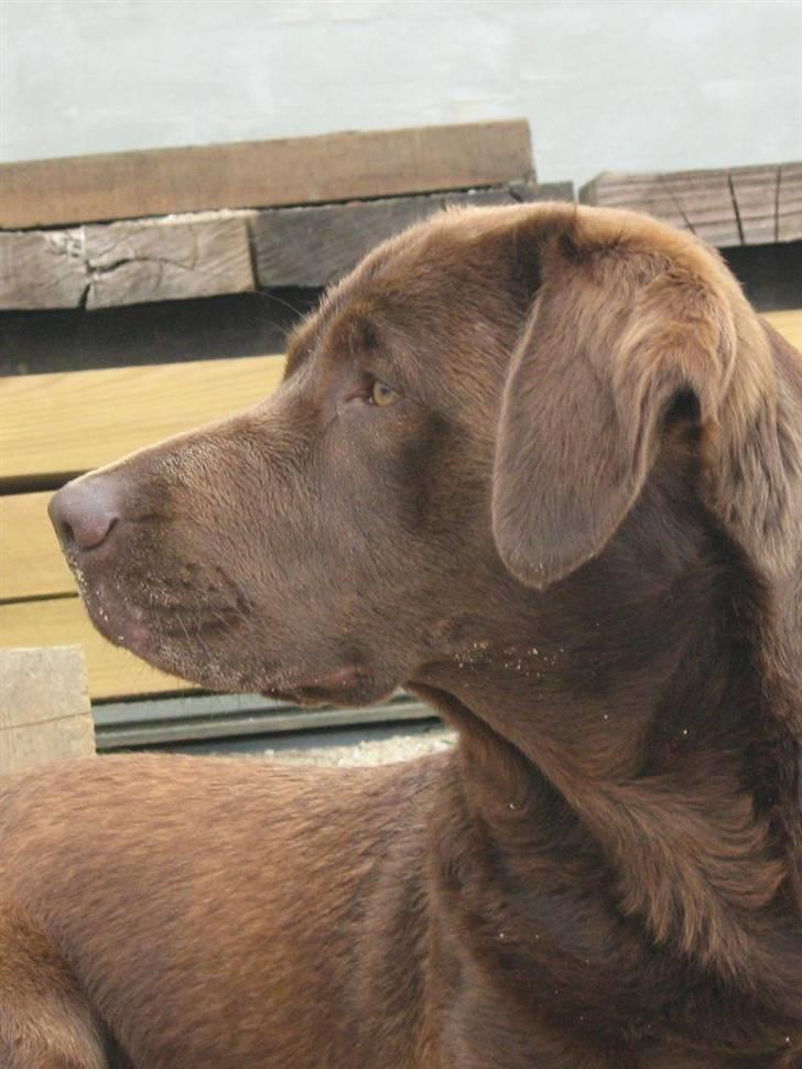 Blanding af racer BRUNO<3 - hv hva hvad SKER DER??? billede 12