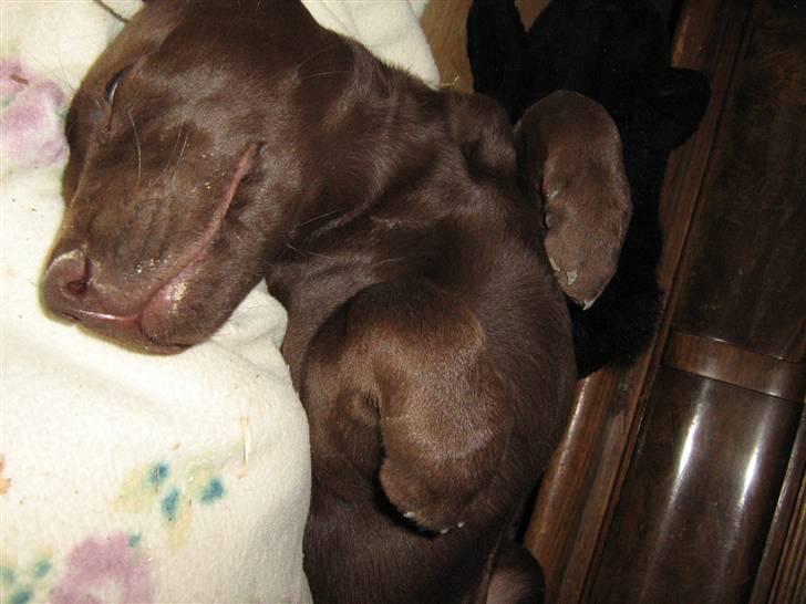 Blanding af racer BRUNO<3 - mig som lille og sover billede 13