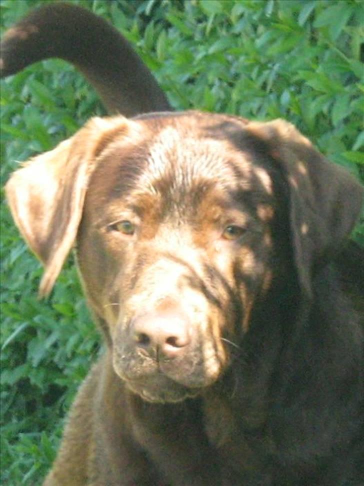 Blanding af racer BRUNO<3 - HEJ billede 14