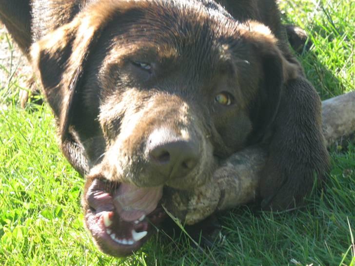 Blanding af racer BRUNO<3 - hmm aaaaaa billede 15