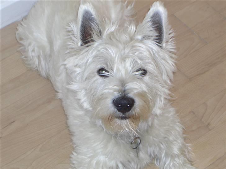 West highland white terrier Lucky billede 1