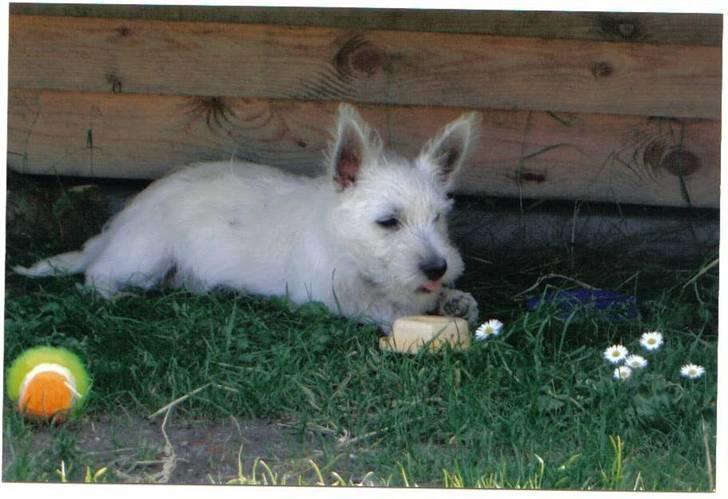 West highland white terrier Lucky billede 2