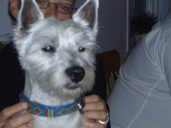 West highland white terrier Lucky billede 3