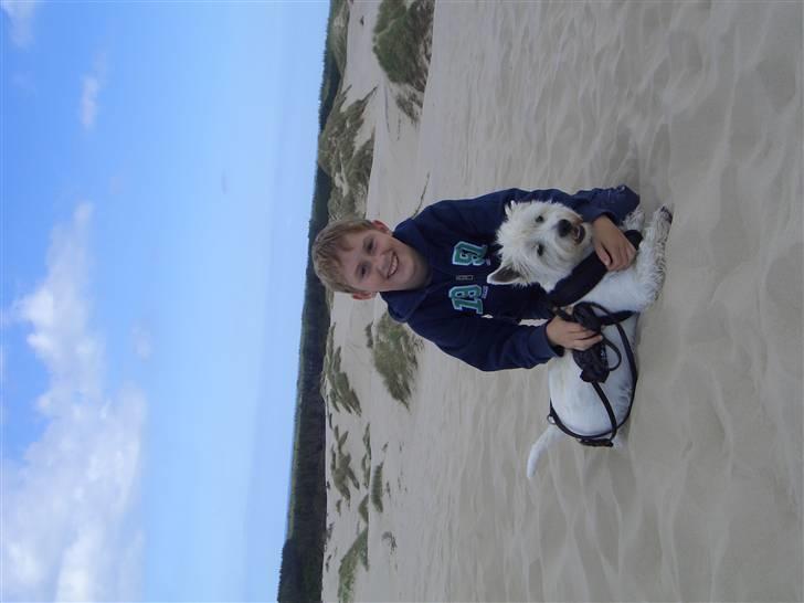 West highland white terrier Lucky billede 4