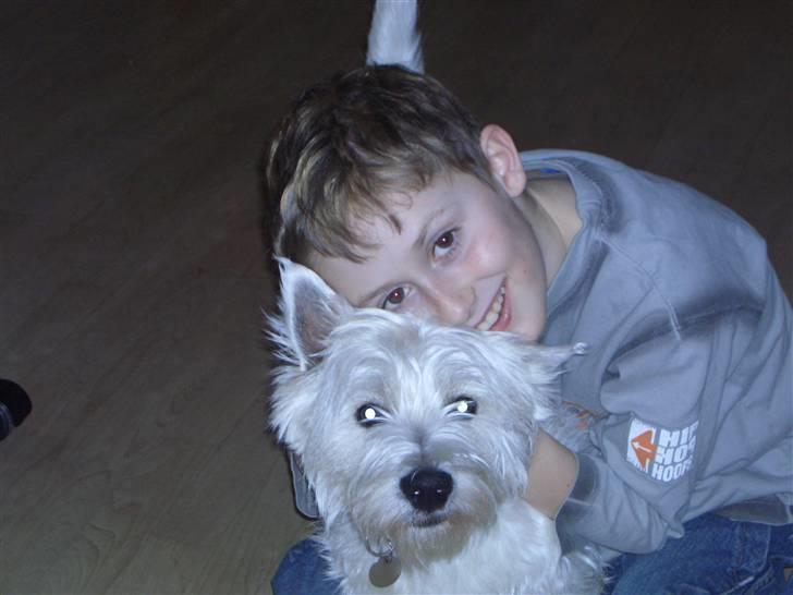 West highland white terrier Lucky billede 5