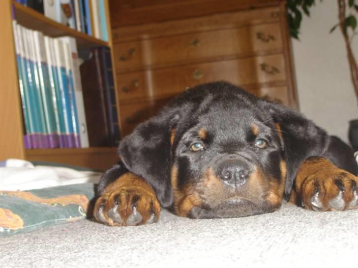 Rottweiler Otto billede 17