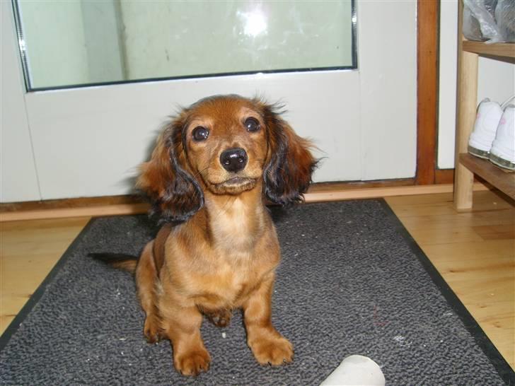 Dværggravhund Jessie - du kommer ikk ud !! billede 17