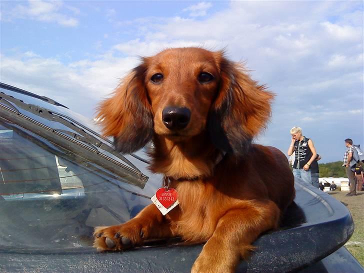 Dværggravhund Jessie - jessie til folkerace ligger på fars bil  billede 18